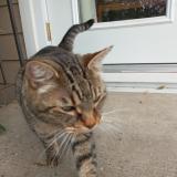 Picture of cat found at Calgary