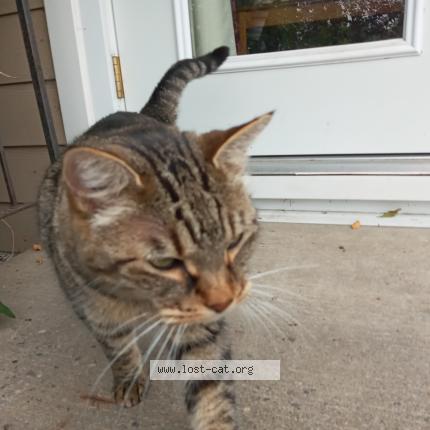 Photo 1/3 Cat reunited Found in Calgary