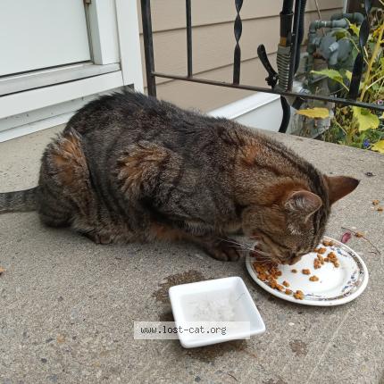 Photo 2/3 Cat reunited Found in Calgary