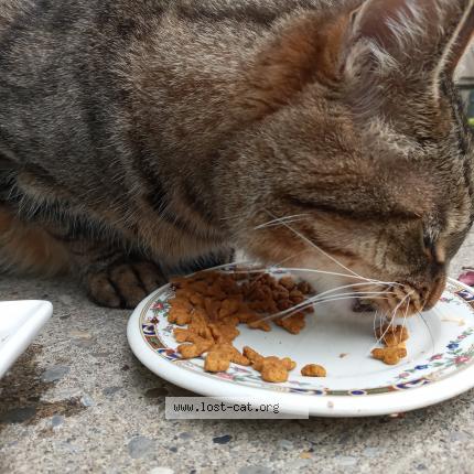 Photo 3/3 Cat reunited Found in Calgary