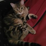 Picture of cat lost at Montreal