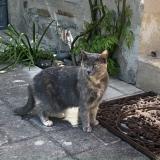 Picture of cat lost at Tulle