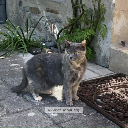 Photo 1/1 Rafiki Chat lost in Tulle