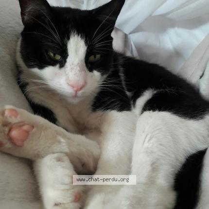 Photo 1/1 Reunited cat Lost in Marseille