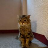 Picture of cat lost at Antony