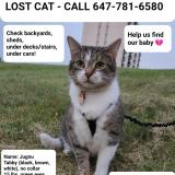 Picture of cat lost at Mississauga