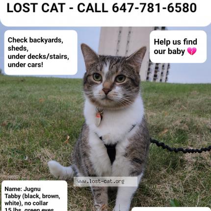 Photo 1/1 Cat reunited Lost in Mississauga