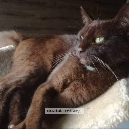 Foto 1/1 Kat teruggevonden Vermist in Herstal