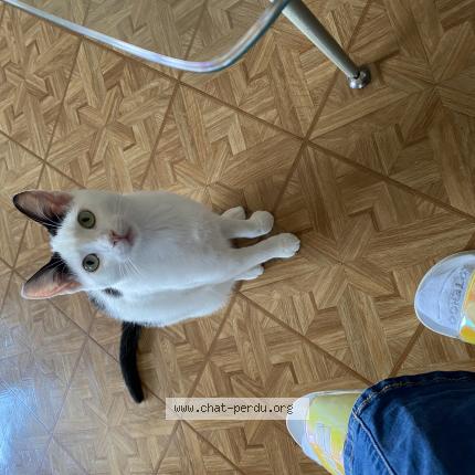 Foto 1/1 Wiedergefundene Katze Verloren in Le Landeron