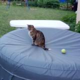 Picture of cat lost at Ballon Saint Mars