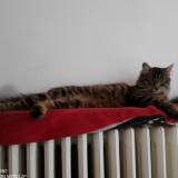 Picture of cat lost at Orcines