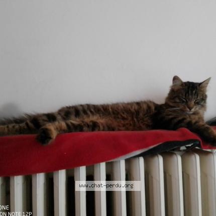 Photo 1/1 chamallow Chat lost in Orcines