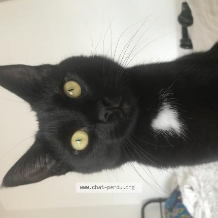 Foto einer verlorenen Katze in Lausanne