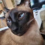 Picture of cat lost at Rawdon