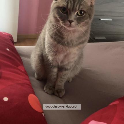 Foto van vermiste kat in Fleron