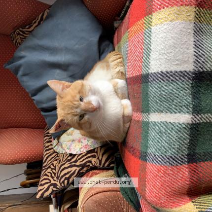 Photo 1/1 Cat reunited Lost in Aigurande