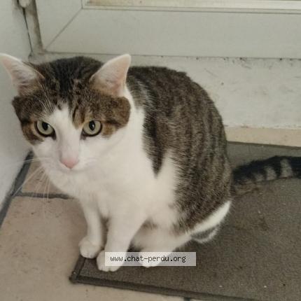 Photo 1/1 Marlou Chat lost in Soumoulou