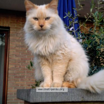 Foto van vermiste kat in La Louviere