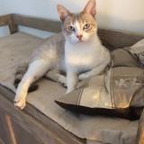 Picture of cat lost at Sotta