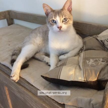 Photo 1/1 Hope Chat lost in Sotta