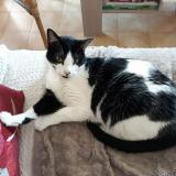 Picture of cat lost at Saint Denis Les Bourg