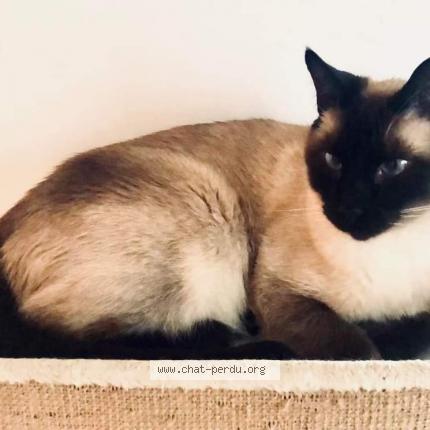 Photo 1/1 Reunited cat Lost in Val David