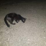 Picture of cat found at Macon