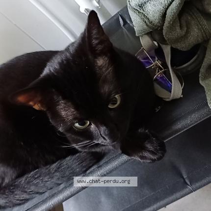 Foto 1/1 Kat teruggevonden Vermist in Gilly