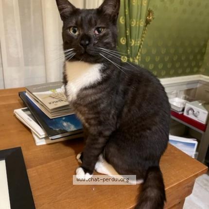 Photo 1/1 Cat reunited Lost in Mehun sur yevre