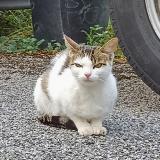Picture of cat lost at Chene Bourg