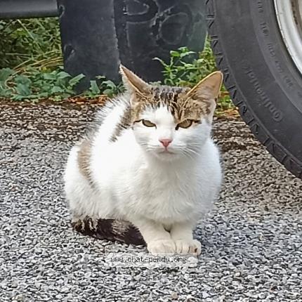 Photo 1/1 Pas de nom Chat lost in Chene bourg