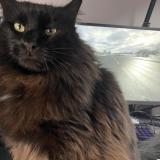 Picture of cat lost at Saint Georges