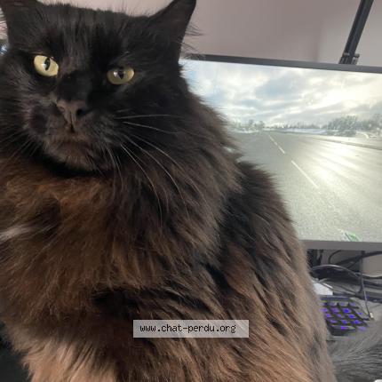 Photo 1/1 Cat reunited Lost in Saint georges