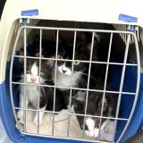 Picture of cat lost at Lyon