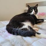 Picture of cat lost at Lourmarin