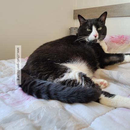 Photo 1/1 Minnie Chat lost in Lourmarin