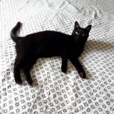 Picture of cat lost at Saint Jean Sur Richelieu