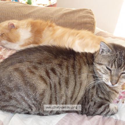 Photo 1/1 INOUK Chat lost in Rosiers d egletons