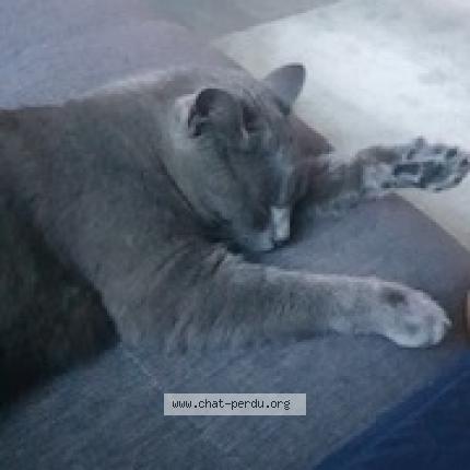 Foto 1/1 Wiedergefundene Katze Verloren in Collonge Bellerive