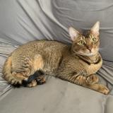 Picture of cat lost at Dorval