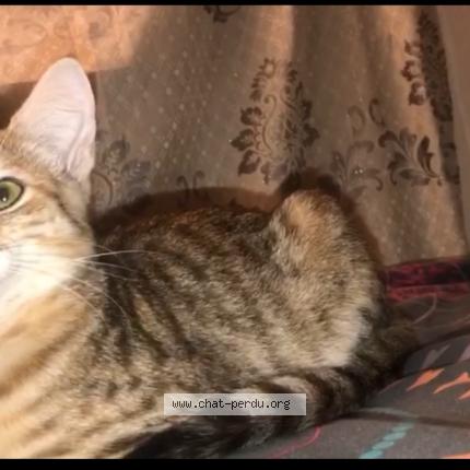 Photo 2/3 Naya Chat lost in Rueil malmaison