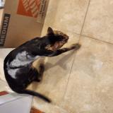 Picture of cat lost at Hamilton