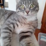 Picture of cat lost at Boulogne Sur Mer