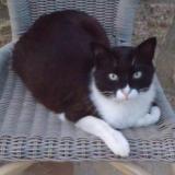 Picture of cat lost at Campomoro