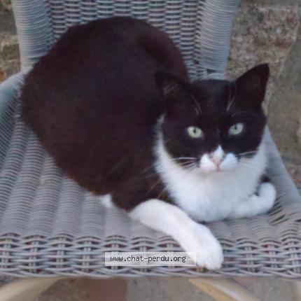 Photo 1/3 Snoopy Chat lost in Campomoro