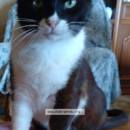 Photo 2/3 Snoopy Chat lost in Campomoro