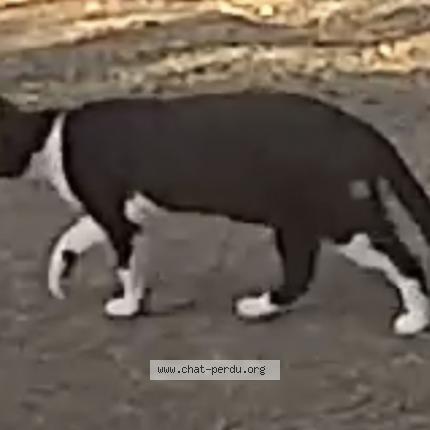 Photo 3/3 Snoopy Chat lost in Campomoro