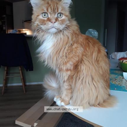 Foto van vermiste kat in Koekelberg