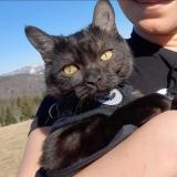 Picture of cat lost at Rouffach