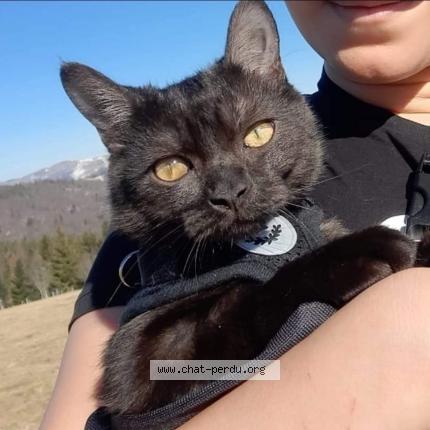 Photo 1/1 Mao Chat lost in Rouffach